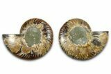 Cut & Polished Ammonite Fossil - Madagascar #377533-1